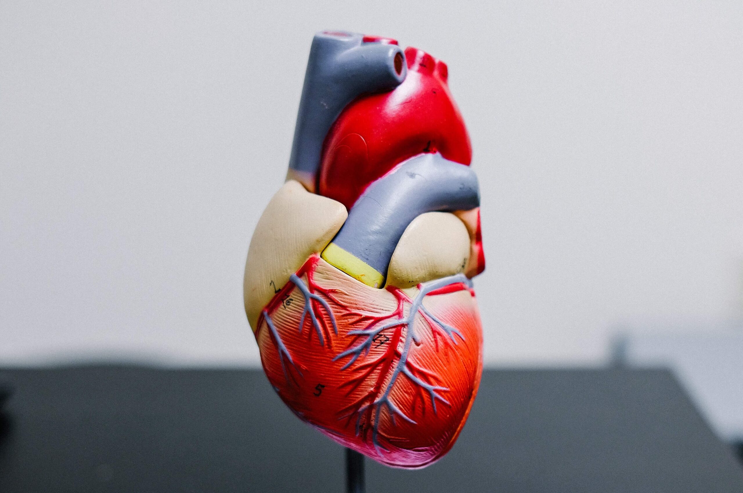 Heart model photo